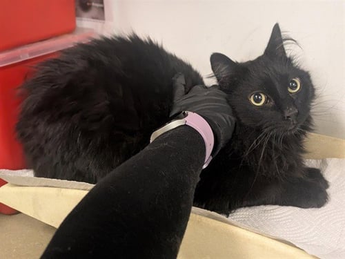 A163394 - Domestic Long Hair available for adoption