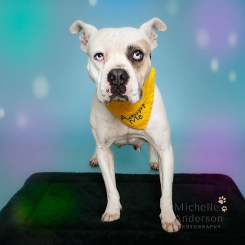 MILLIE - Pit Bull Terrier available for adoption