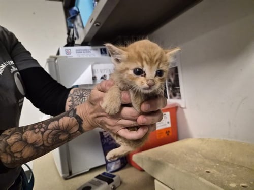 A163744 - Domestic Short Hair available for adoption