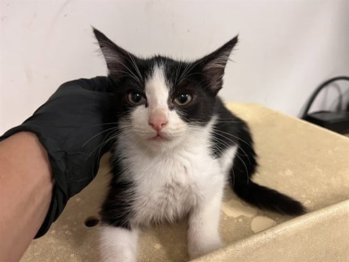 A164521 - Domestic Short Hair available for adoption