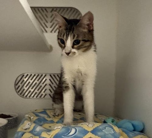 A165173 - Domestic Short Hair available for adoption