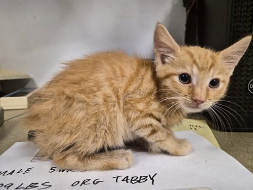 A163369 - Domestic Short Hair available for adoption