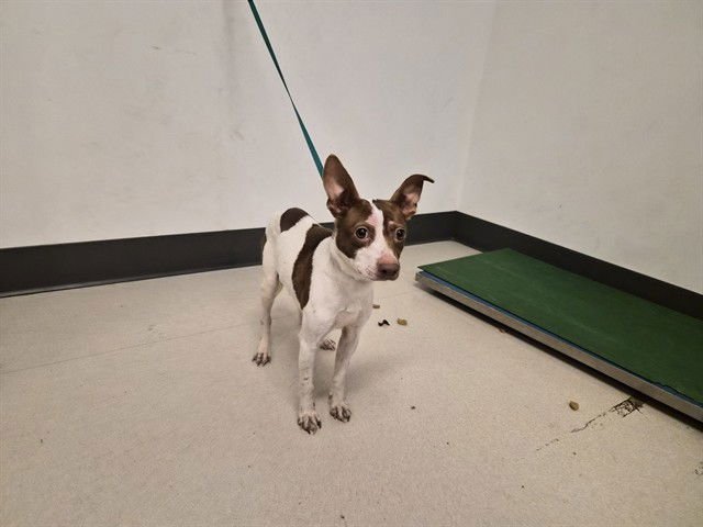 PEPPER - Chihuahua available for adoption