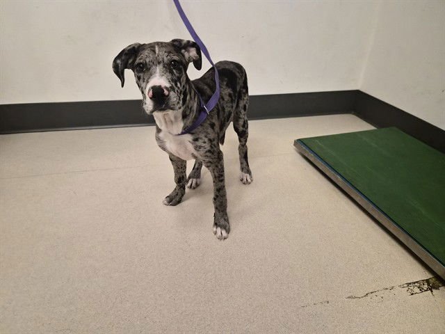 A162492 - Great Dane available for adoption