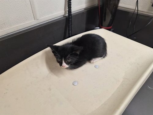 A164976 - Domestic Short Hair available for adoption