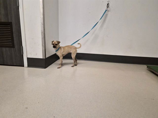 LUCY - Pug / Chihuahua available for adoption