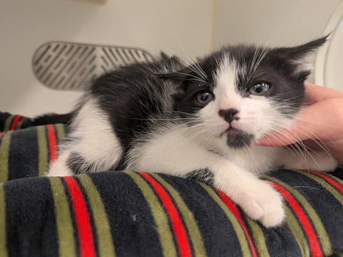 A163277 - Domestic Short Hair available for adoption