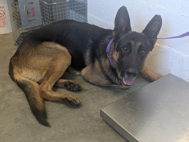 KING - German Shepherd Dog available for adoption