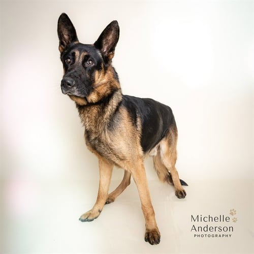 KING - German Shepherd Dog available for adoption
