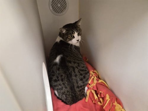 A165717 - Domestic Short Hair available for adoption