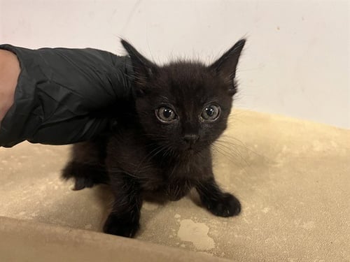 A163532 - Domestic Short Hair available for adoption