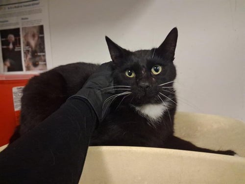 ALFRED - Domestic Short Hair for adoption in Corona