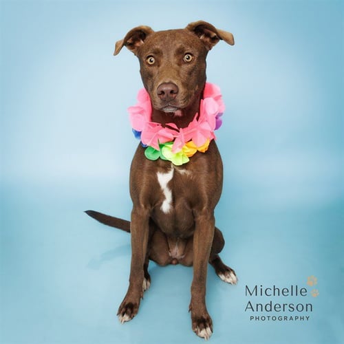 MOCHA - Pit Bull Terrier available for adoption