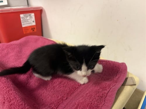 A165332 - Domestic Short Hair available for adoption