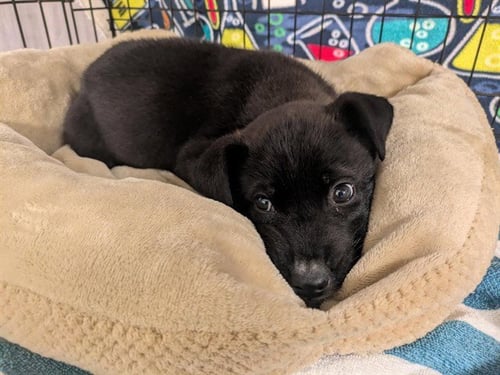 LICORICE - Labrador Retriever available for adoption
