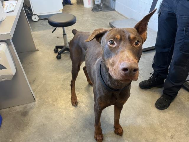 DUNCAN - Doberman Pinscher available for adoption