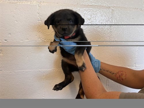 A164561 - German Shepherd Dog available for adoption