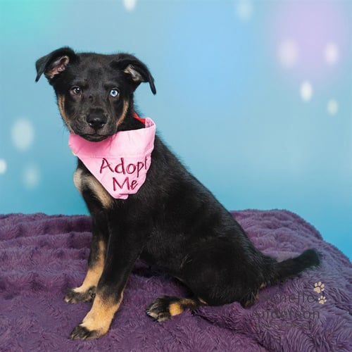 A164561 - German Shepherd Dog available for adoption