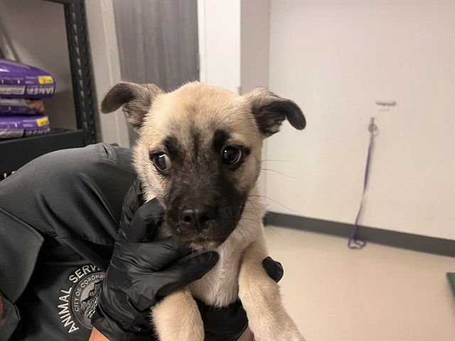 A162634 - Pug available for adoption