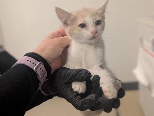 A163405 - Domestic Short Hair available for adoption