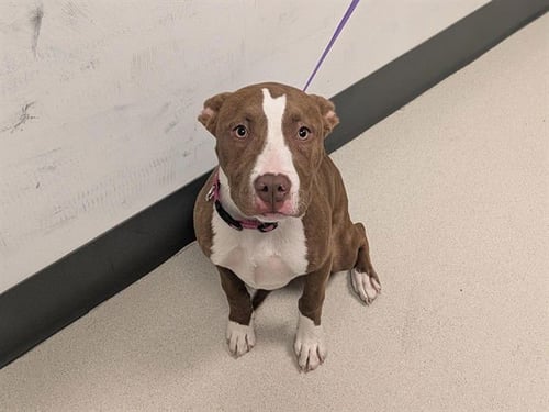 QUEENIE - Pit Bull Terrier available for adoption