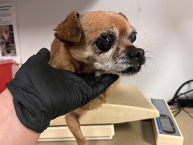 KINSLEY - Chihuahua / Pug available for adoption