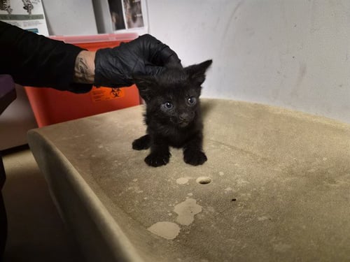 A163519 - Domestic Short Hair available for adoption