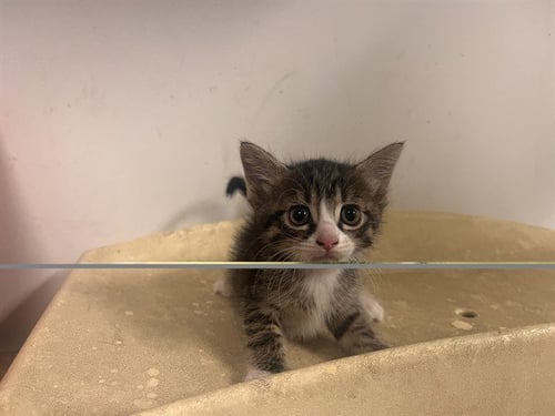 A165035 - Domestic Short Hair available for adoption