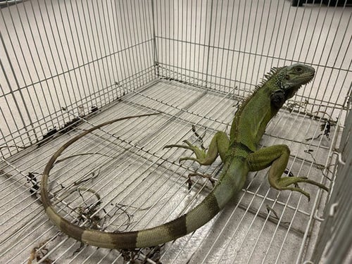 A165079 - Lizard available for adoption