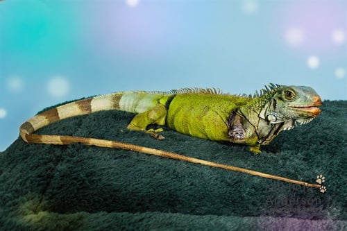A165079 - Lizard available for adoption