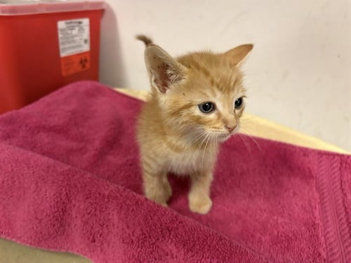 A165331 - Domestic Short Hair available for adoption