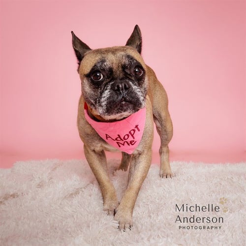 SWEETIE - French Bulldog available for adoption