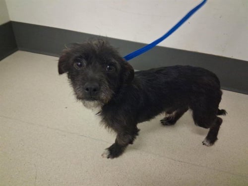 ROBIN - Terrier available for adoption