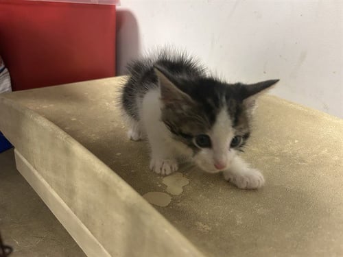 A165932 - Domestic Medium Hair available for adoption