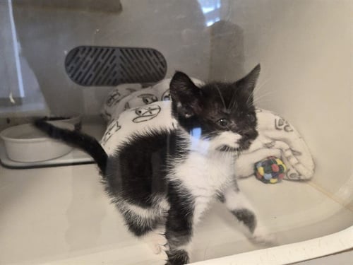 A163541 - Domestic Short Hair available for adoption