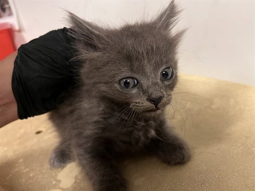 TOPAZ - Domestic Long Hair available for adoption