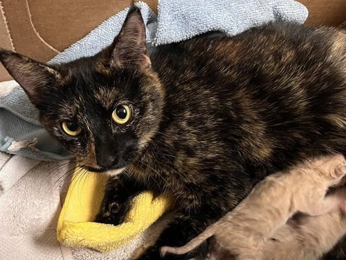 A163263 - Domestic Short Hair available for adoption