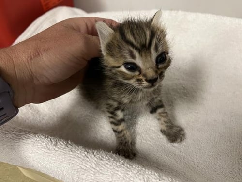 A165316 - Domestic Short Hair available for adoption