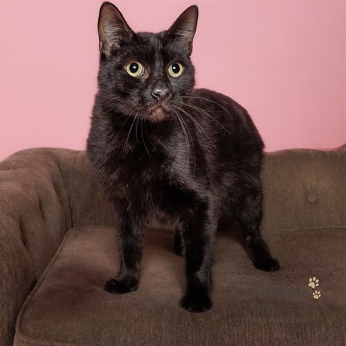 A165346 - Domestic Short Hair available for adoption