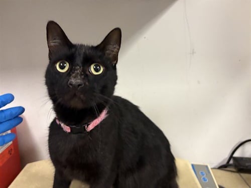 A165346 - Domestic Short Hair available for adoption