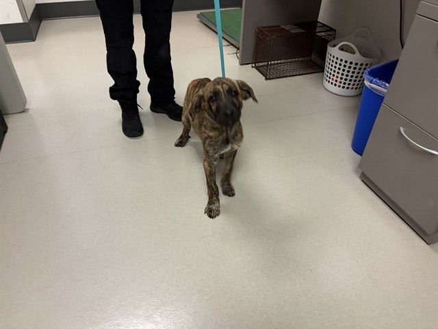 DUTCH - Dutch Shepherd available for adoption