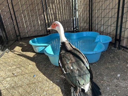 A165875 - Muscovy available for adoption