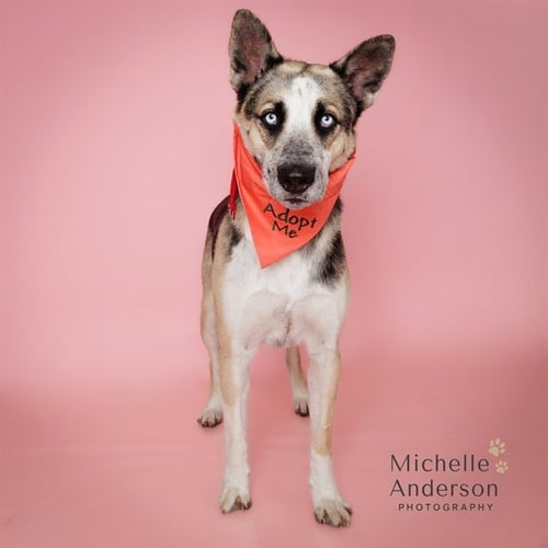 RETT - German Shepherd Dog / Siberian Husky available for adoption