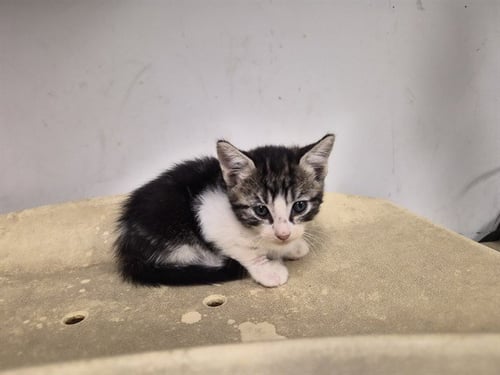 A165829 - Domestic Medium Hair available for adoption