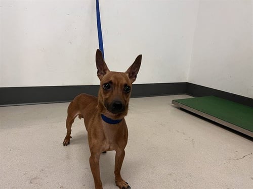 CHURRO - Chihuahua available for adoption