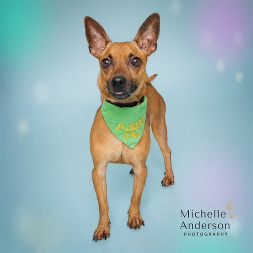 CHURRO - Chihuahua for adoption in Corona