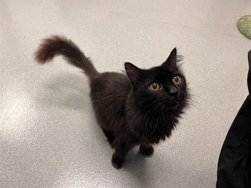 MIDNIGHT - Domestic Medium Hair available for adoption