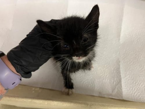 A163893 - Domestic Short Hair available for adoption