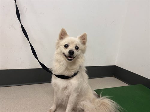 A165975 - Pomeranian available for adoption