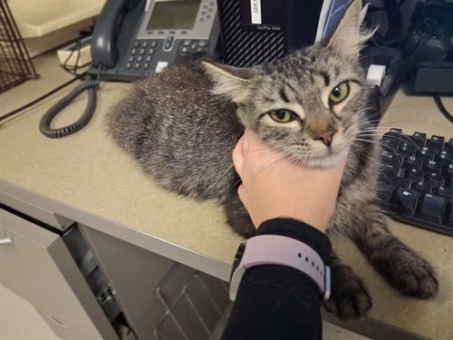 A165073 - Domestic Medium Hair available for adoption